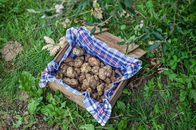 Tuscany Truffle Hunt: a 5-hour Gourmet Culinary Adventure - What We Love and Consider