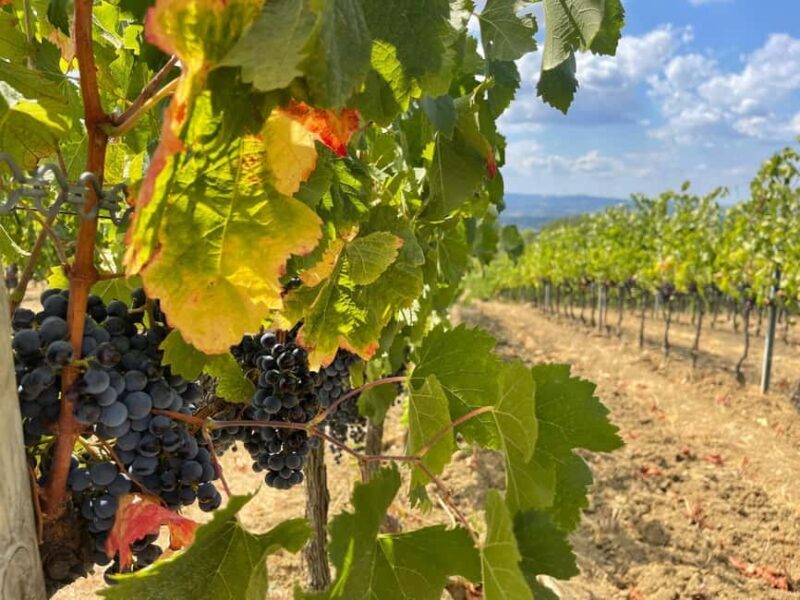 Tuscany Wine Tour : 2 Wineries & San Gimignano from Florence - What the Reviews Say