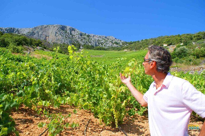 Twice the Wine - Two wineries half day tour, with delicacies - A Deep Dive into the Itinerary