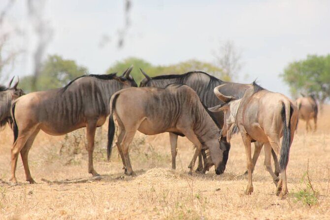 Two Days Safari by Train - The Journey Begins: From Dar es Salaam to Mikumi