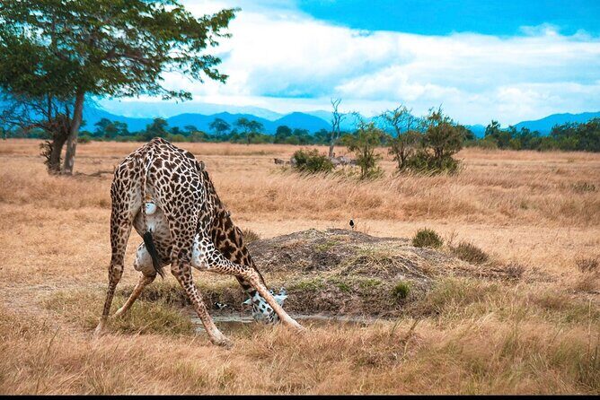 Two Days Safari by Train - Final Day: Return and Reflection