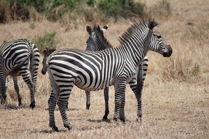 Two Days Safari by Train - What’s Included and What’s Not