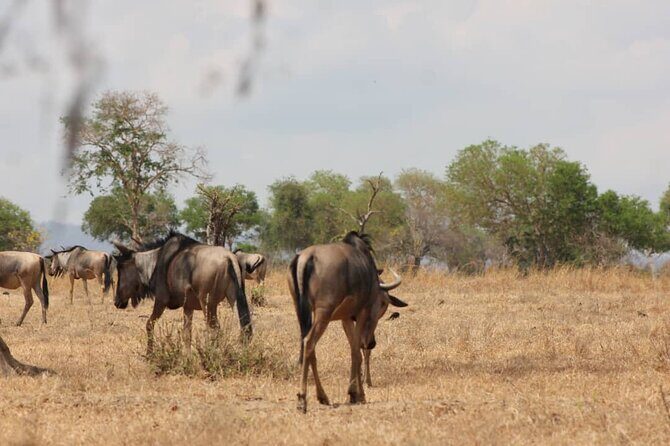 Two Days Safari by Train - Pricing: Is It Worth It?