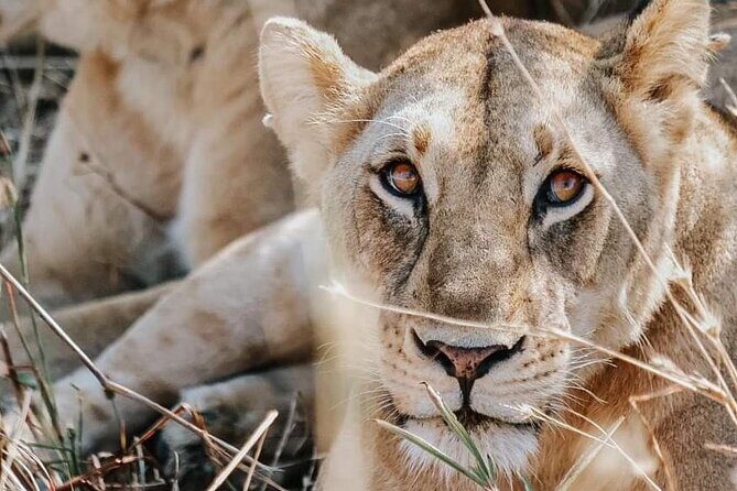 Two Days Safari by Train - Pros and Cons: The Practical Side