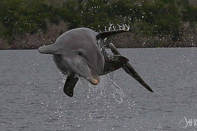 Two-Hour Everglades Dolphin, Manatee and Birding Boat Tour - FAQs
