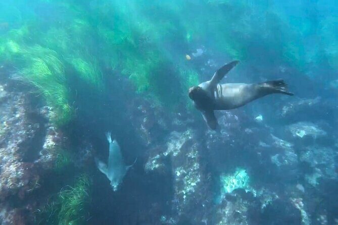 Two Hour Kayak and Snorkel Tour for Two in La Jolla - Final Thoughts on This Experience