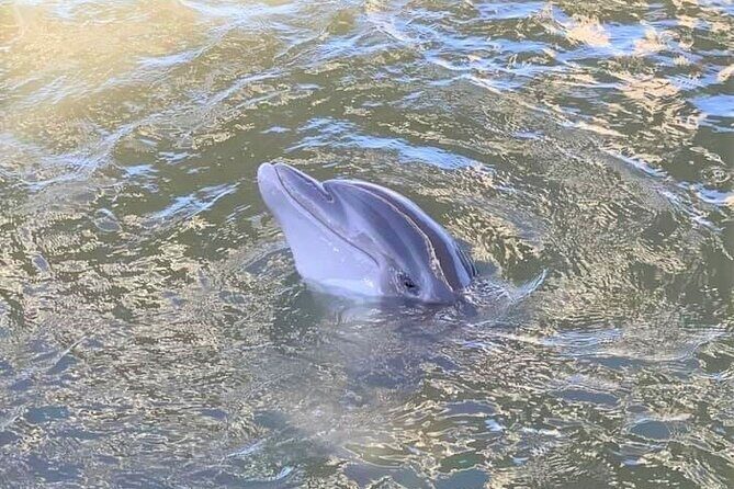 Two Hour Large Group Dolphin Tour - Why Youll Love This Tour