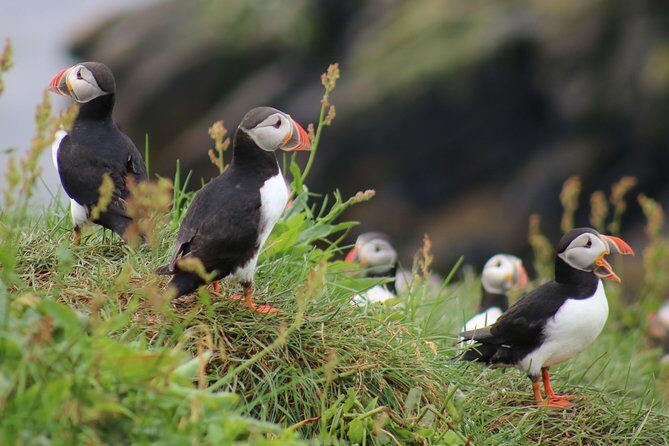 Two-In-One: Whale & Puffin Watching Tours from Reykjavik - Key Points: