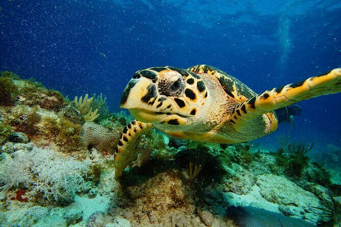 Two Reefs For Certified Divers in Cancun - Why This Tour Could Be a Great Choice