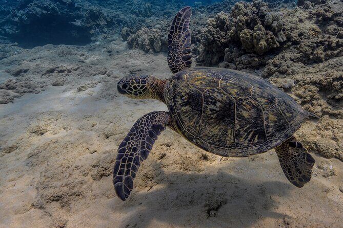 Two Tank Wreck and Drift Dive in Oahu - Key Points