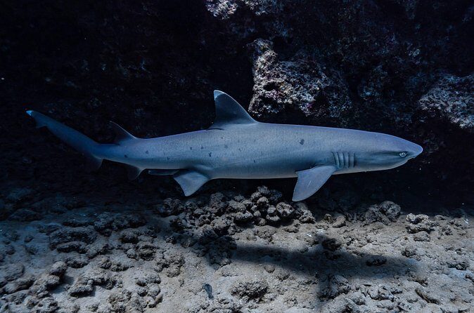 Two Tank Wreck and Drift Dive in Oahu - What Could Be Better?
