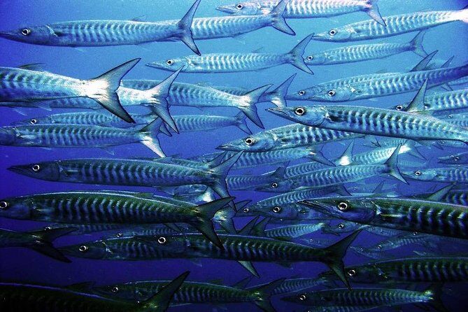 Two tanks local diving for certified divers, SCUBA gear included - Booking, Cancellation, and Practical Tips