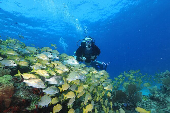 Two Tanks Scuba Diving for Beginners in Cancun - What to Expect from This Cancun Scuba Tour