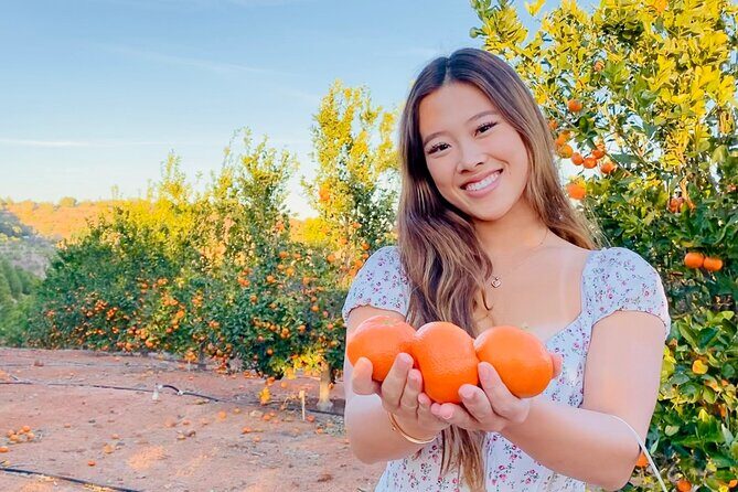 U-Pick - Tangerine and Lemon Picking at Sunmist Tangerine Farm - Key Points