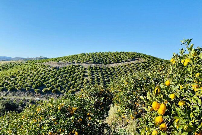 U-Pick - Tangerine and Lemon Picking at Sunmist Tangerine Farm - An In-Depth Look at the Citrus Picking Experience