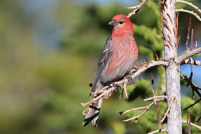 Uinta Mountains Birding and Nature Expedition - Exploring the Uinta Mountains Birding and Nature Expedition: A Detailed Review