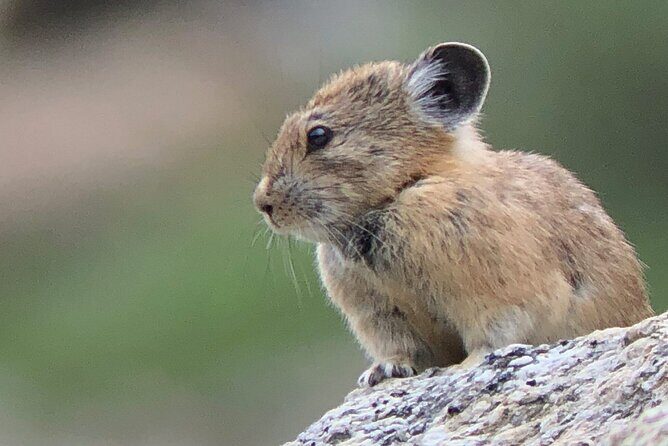 Uinta Mountains Birding and Nature Expedition - What to Expect from the Experience