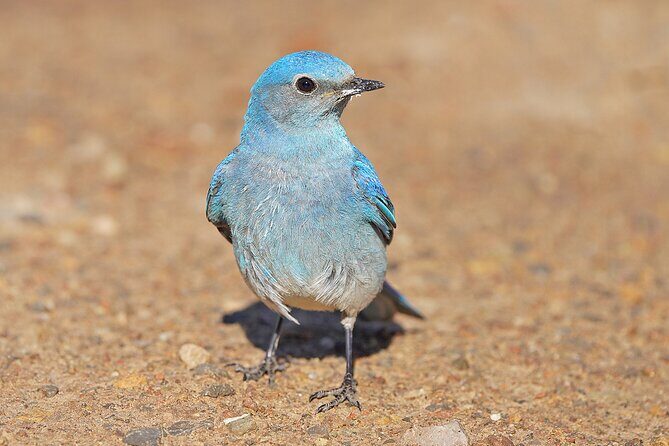 Uinta Mountains Birding and Nature Expedition - Who Will Love This Tour?
