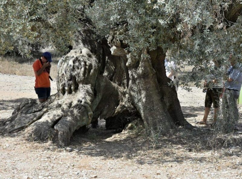 Ulldecona: Guided Tour of the Millenary Olive Trees of Arión - Key Points