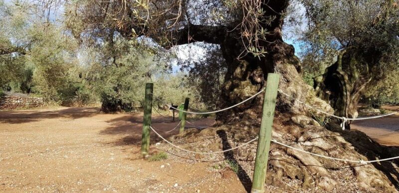 Ulldecona: Guided Tour of the Millenary Olive Trees of Arión - Exploring the Tour: What You Can Expect
