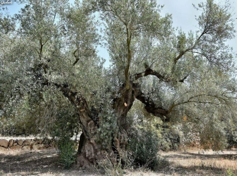 Ulldecona: Guided Tour of the Millenary Olive Trees of Arión - What Could Be Better?