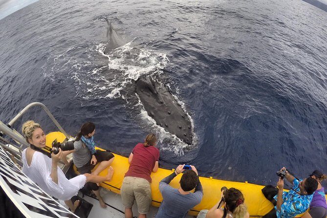 Ultimate 2 Hour Exclusive VIP Whale Watch Tour - The Experience: What It’s Like on the Water