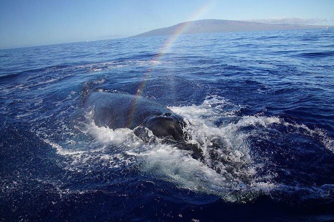 Ultimate 2 Hour Exclusive VIP Whale Watch Tour - Price & Value: Is It Worth It?