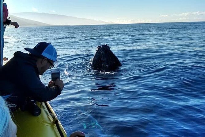 Ultimate 2 Hour Exclusive VIP Whale Watch Tour - Who Is This Tour Best For?