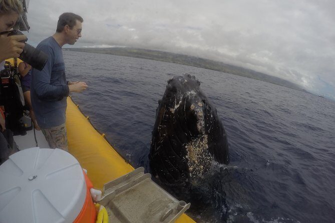 Ultimate 2 Hour Exclusive VIP Whale Watch Tour - Final Thoughts