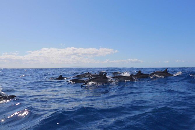 Ultimate 4 Hour Lanai Snorkel and Dolphin Encounter - Exploring What Makes This Tour Special