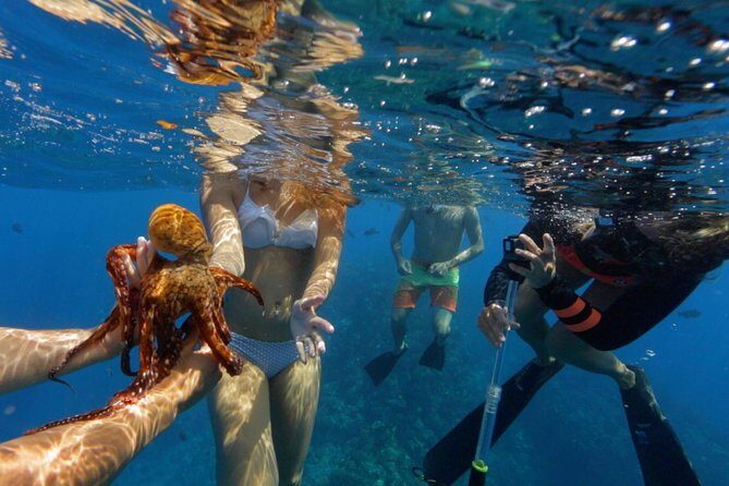 Ultimate 4 Hour Lanai Snorkel and Dolphin Encounter - Who is this tour best suited for?