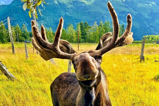 Ultimate Anchorage Summer Wildlife Tour - Key Points