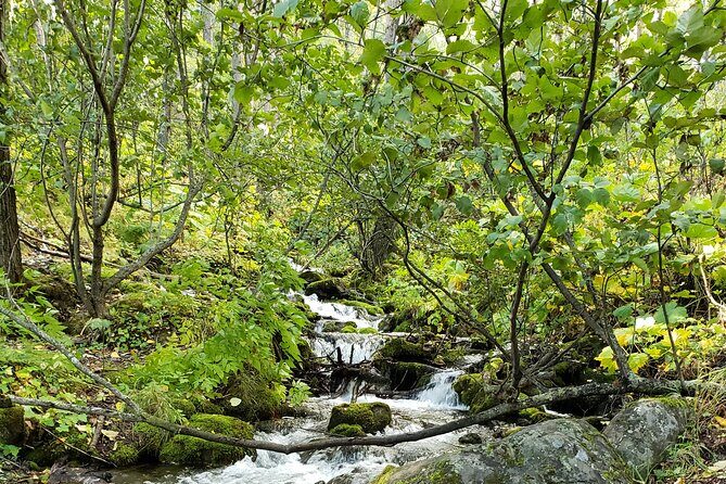 Ultimate Anchorage Summer Wildlife Tour - Final Thoughts