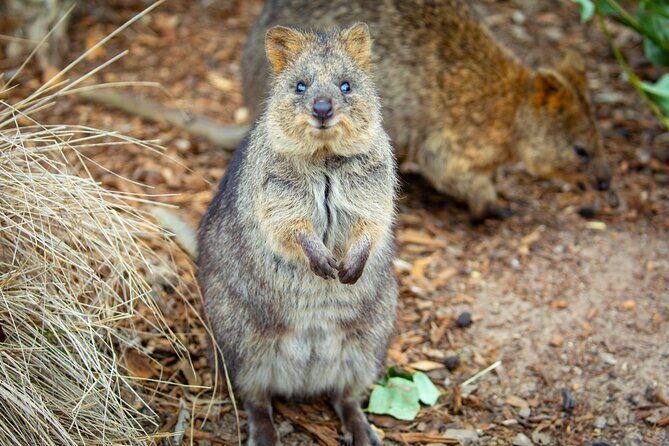 Ultimate Blue Mountains, Scenic World, Zoo & Lincoln's Rock Tour - The Breakdown of the Itinerary