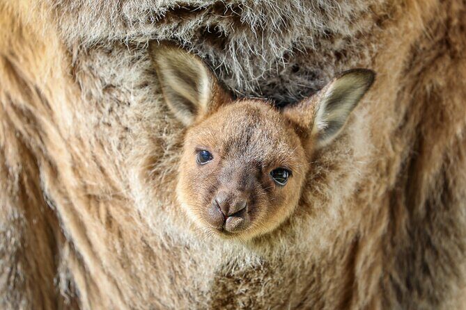 Ultimate Blue Mountains, Scenic World, Zoo & Lincoln's Rock Tour - Final Thoughts