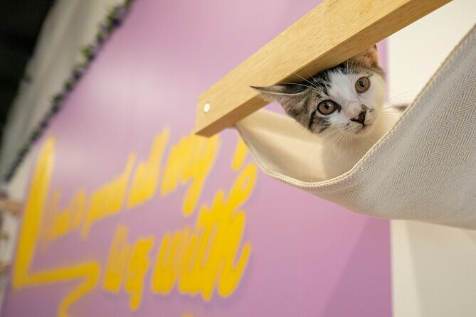 Ultimate cat experience at Austin's only cat cafe - Key Points