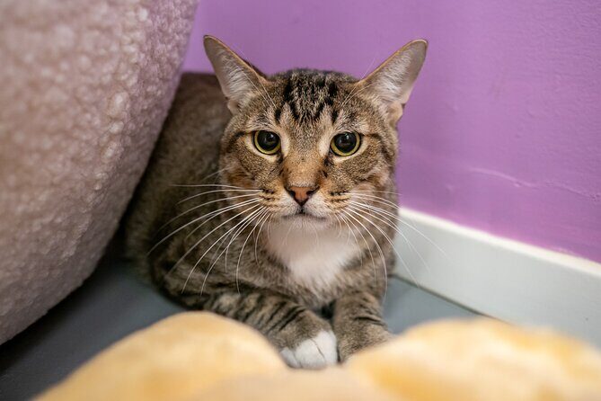 Ultimate cat experience at Austin's only cat cafe - How This Tour Fits into Your Austin Trip