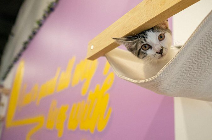 Ultimate cat experience at Austin's only cat cafe - Final Thoughts