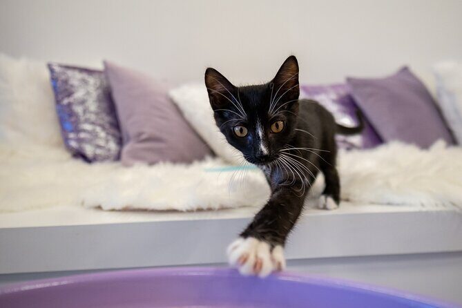 Ultimate cat experience at Austin's only cat cafe - FAQ