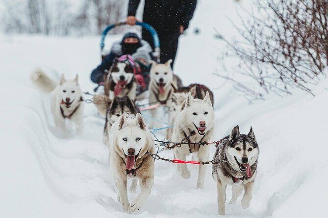 Ultimate Dog Sledding Tour - Day trip from Ottawa & Gatineau - The Experience in Detail