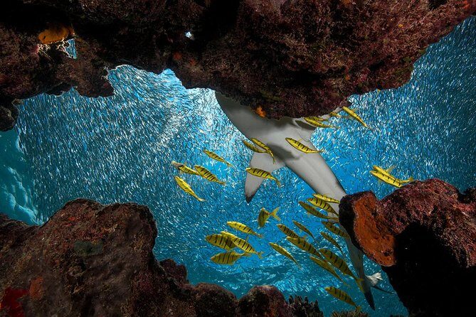 Ultimate Encounter Snorkel with Sharks in Fiji - Itinerary Highlights