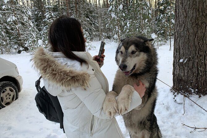 Ultimate Husky dog sledding experience in Latvia - Private tour from Riga - FAQ
