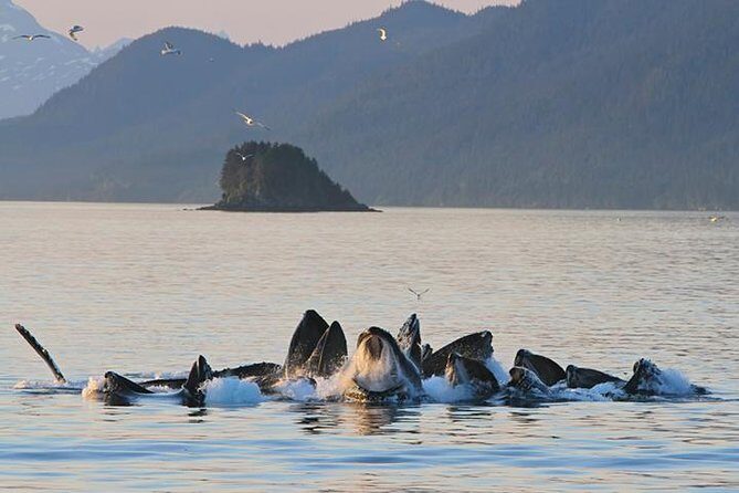 Ultimate Juneau Whale Watch Plus Mendenhall Glacier Photo Stop - Key Points