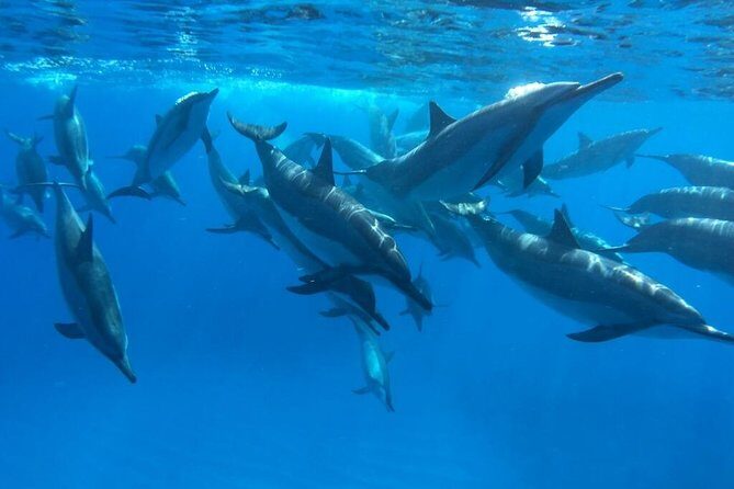 Ultimate Ocean Encounters Midday Snorkel - The Itinerary: A Closer Look