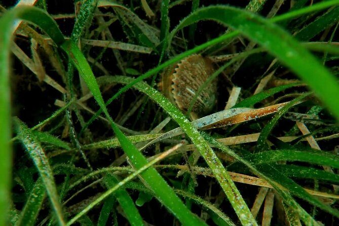 Ultimate Private Scalloping Adventure in Crystal River - What is the Ultimate Private Scalloping Adventure in Crystal River?