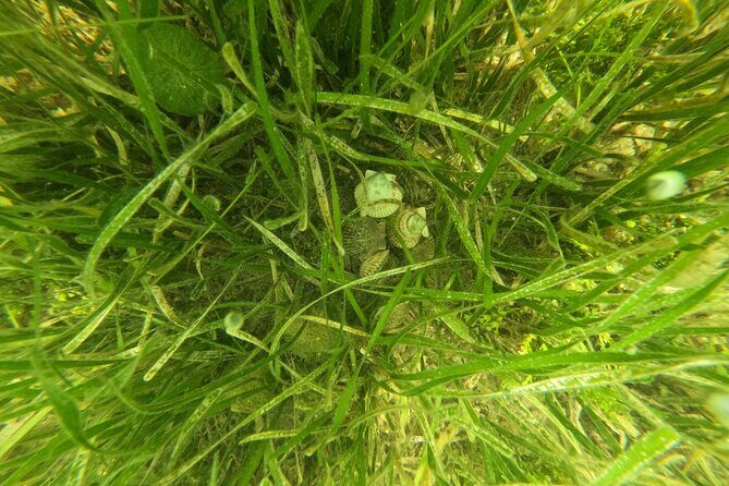 Ultimate Private Scalloping Adventure in Crystal River - The Booking and Cancellation Policy