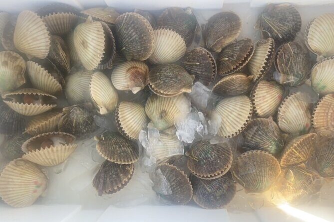 Ultimate Private Scalloping Adventure in Crystal River - Practical Tips for Your Trip