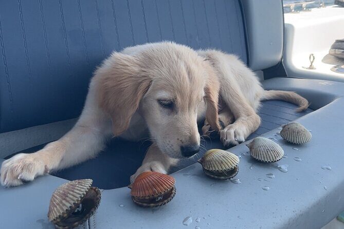 Ultimate Private Scalloping Adventure in Crystal River - Frequently Asked Questions