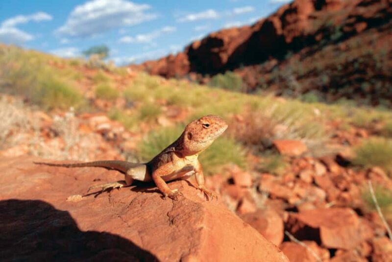 Uluru, Kata Tjuta & Kings Canyon Camping Tour - Final Word