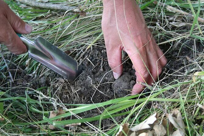 Umbria Truffle Hunting Experience with Brunch - What to Expect from Your Truffle Hunt